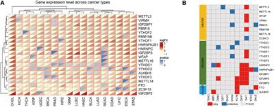 Contributions and Prognostic Values of N6-Methyladenosine RNA Methylation Regulators in Hepatocellular Carcinoma